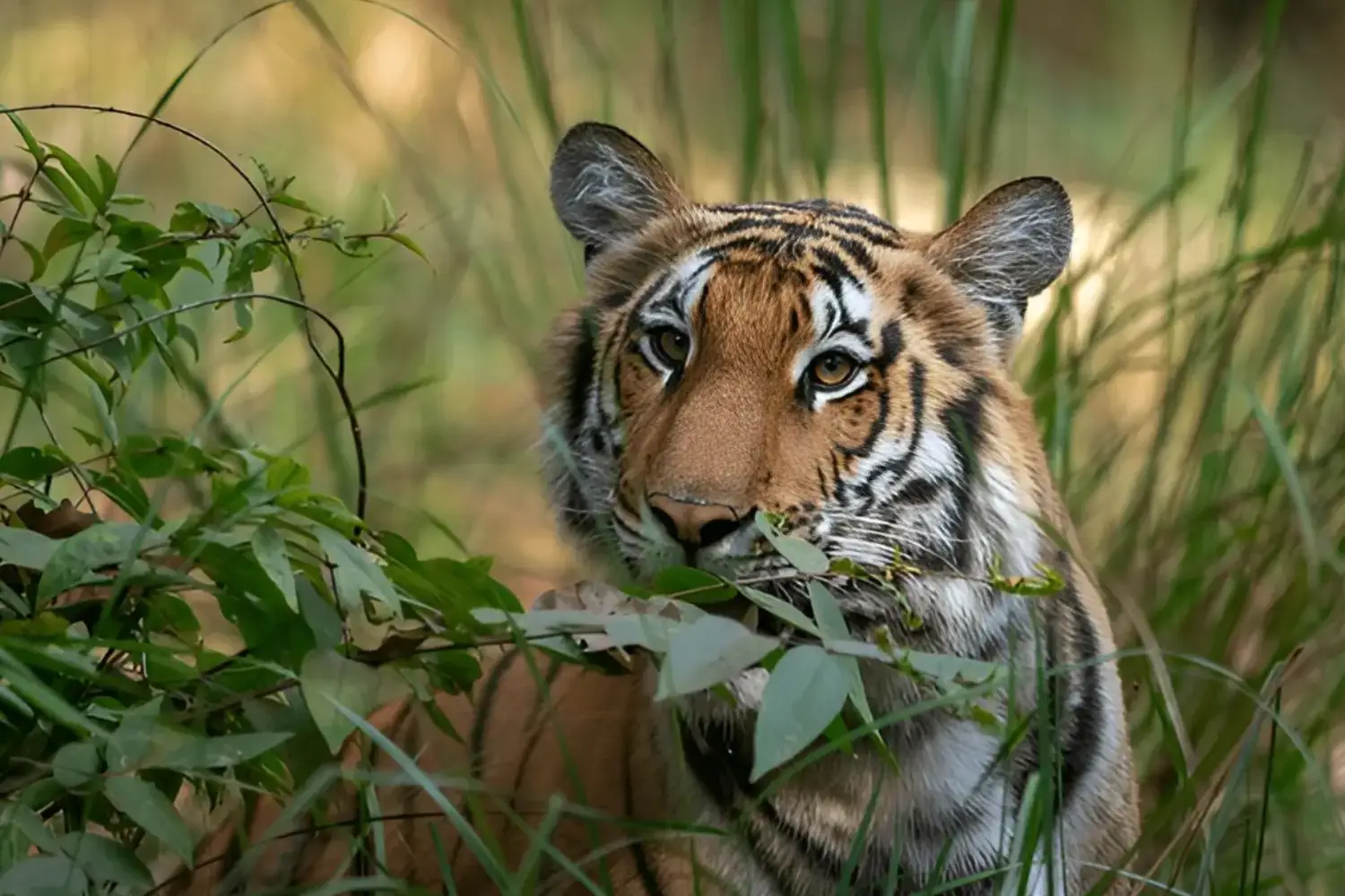 Uttar Pradesh Tourism - Dudhwa National Park